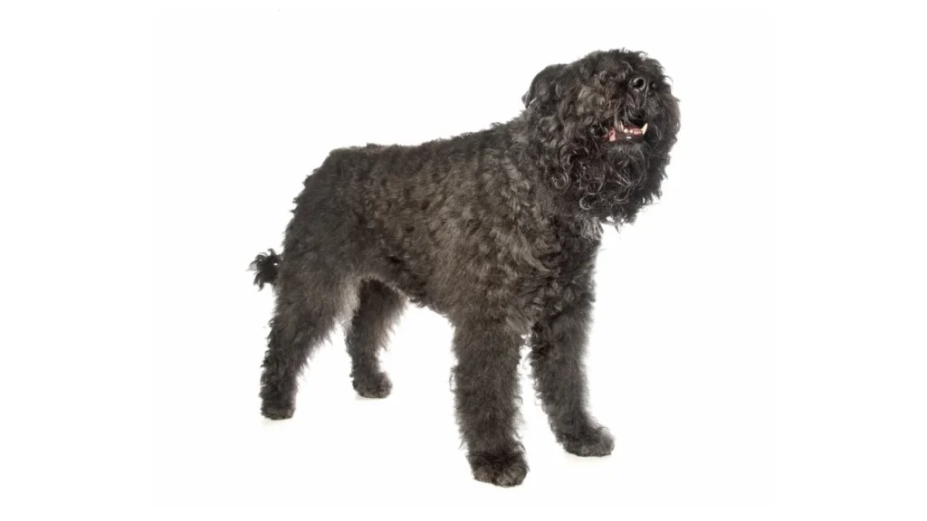 Bouvier Des Flandres Dog breed