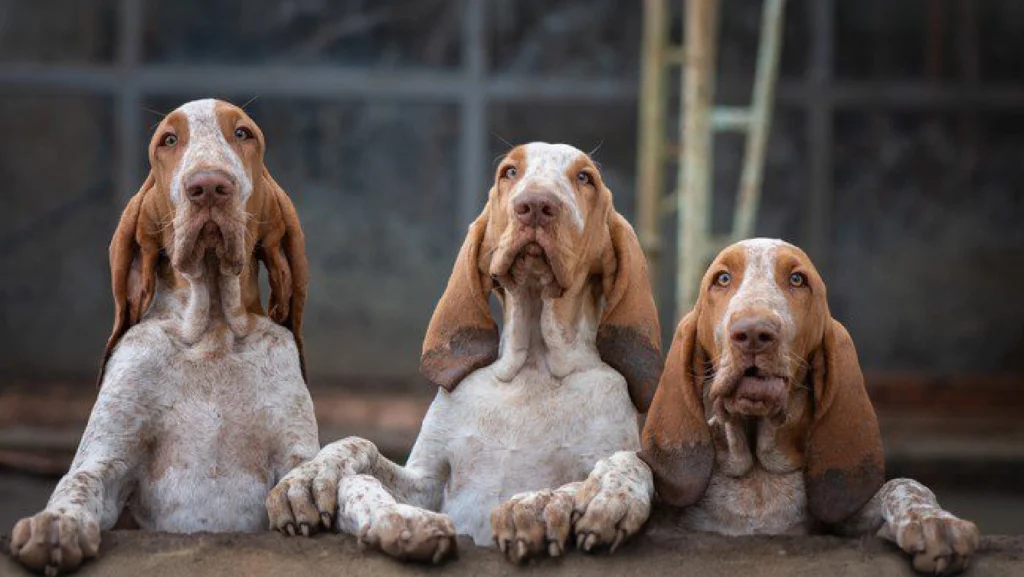 Bracco Italiano Dog Physical Characteristics