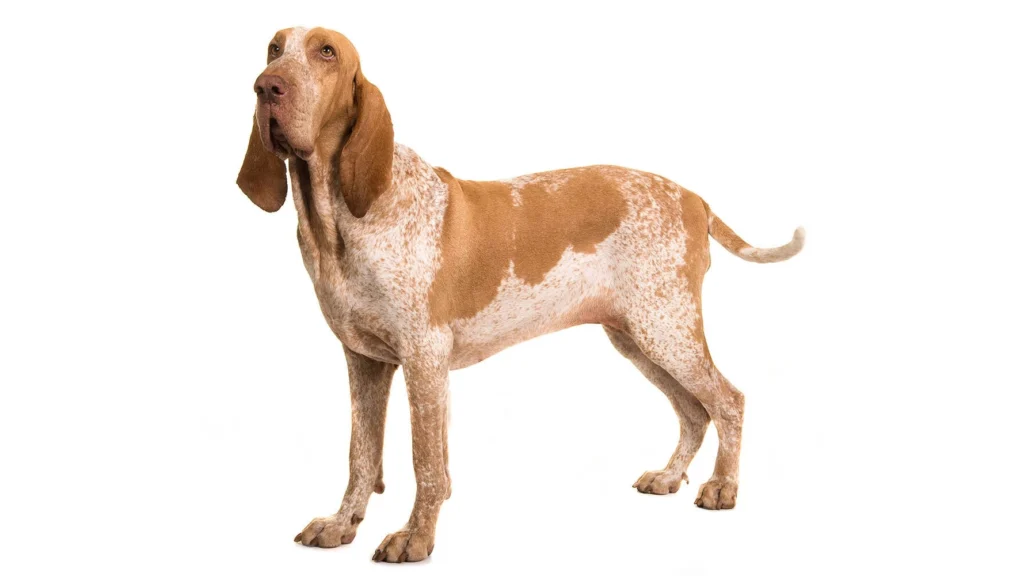 Bracco Italiano Dog breed