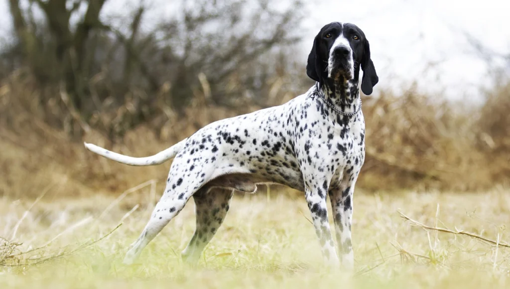 Braque D'Auvergne dog breed