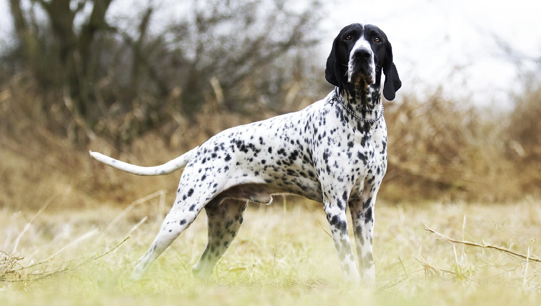 Braque D'Auvergne dog breed