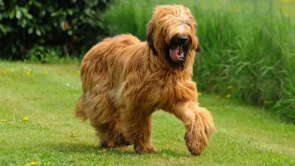 Briard Dog Breed: The Best Dog Of France