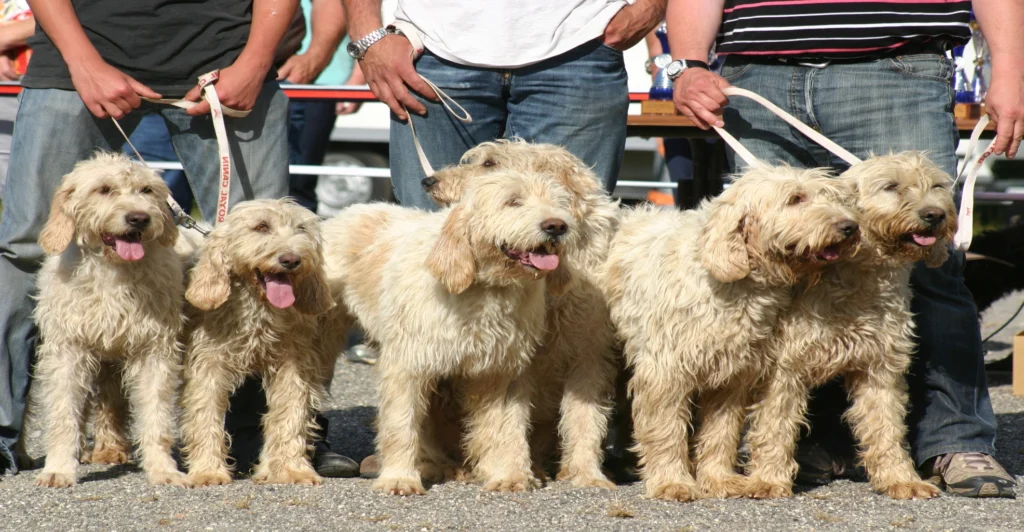 Briquet Griffon Vendéen dogs