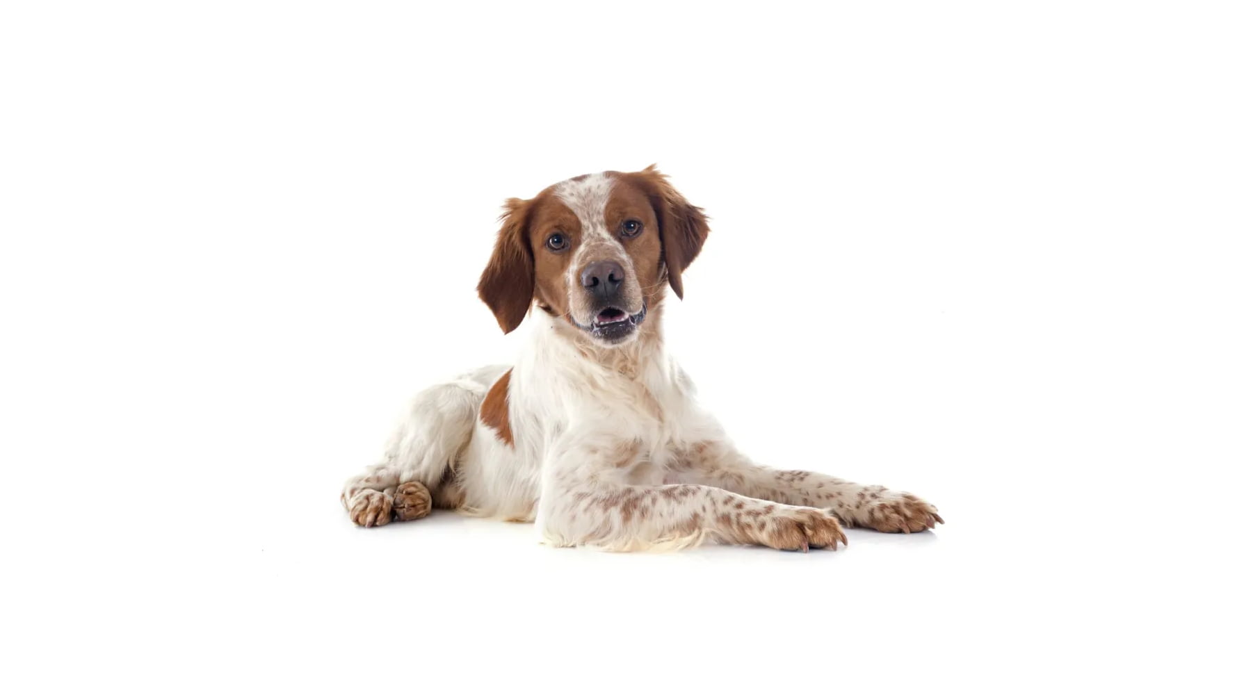 Brittany Dog breed