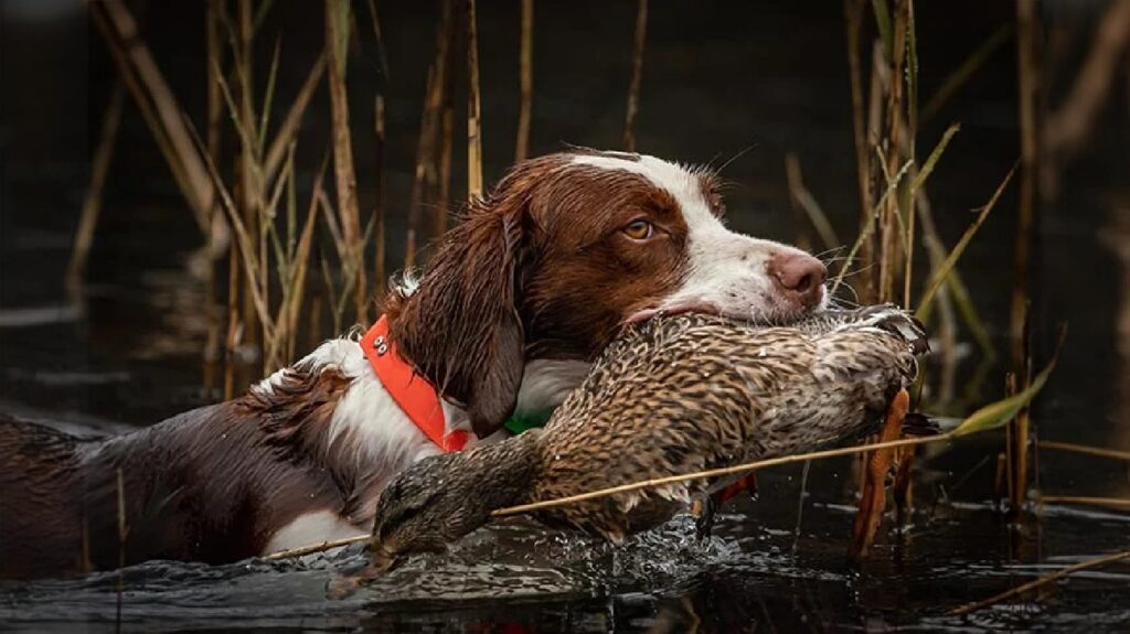 Brittany Dog in the water