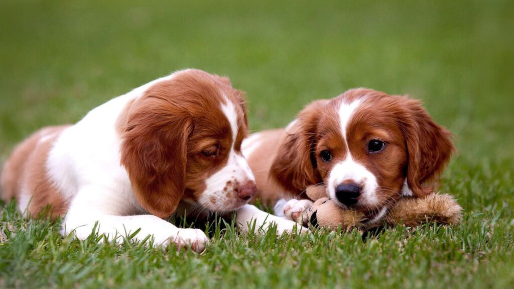 Brittany Dogs