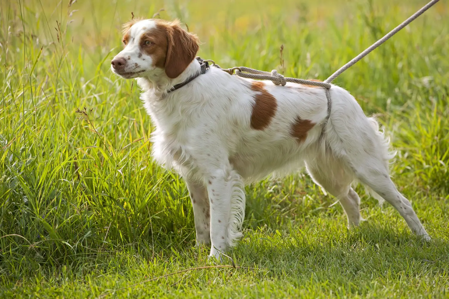 Brittany Spaniel Dog