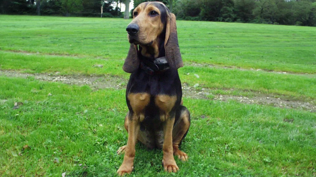 Bruno Jura Hound dog suitability as a Pet