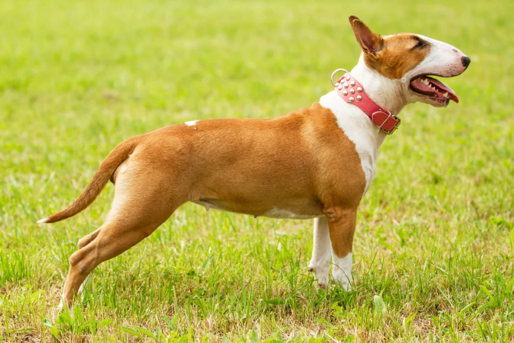 Bull Terrier dog standing up