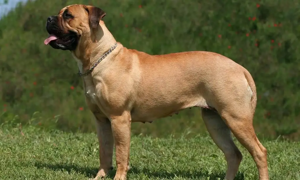 Bullmastiff Dog