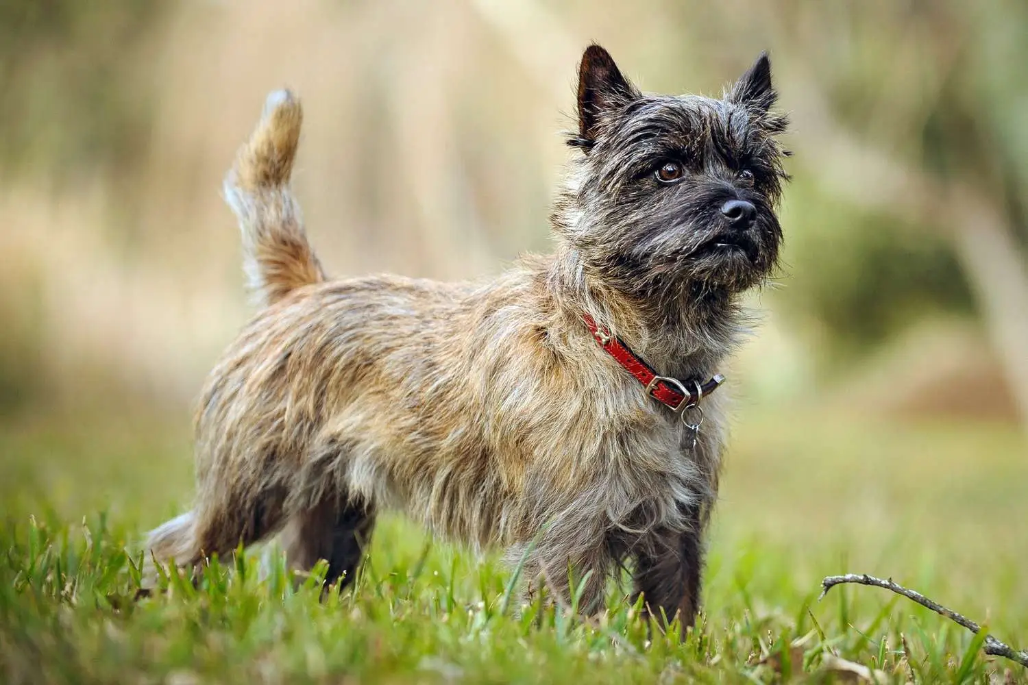 Cairn Terrier dog