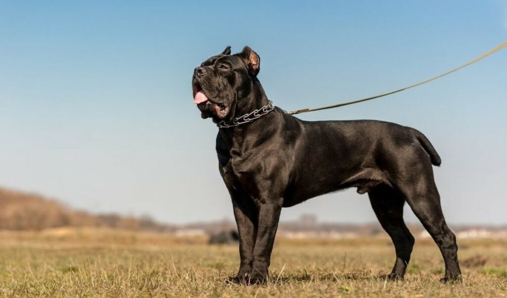 Cane Corso