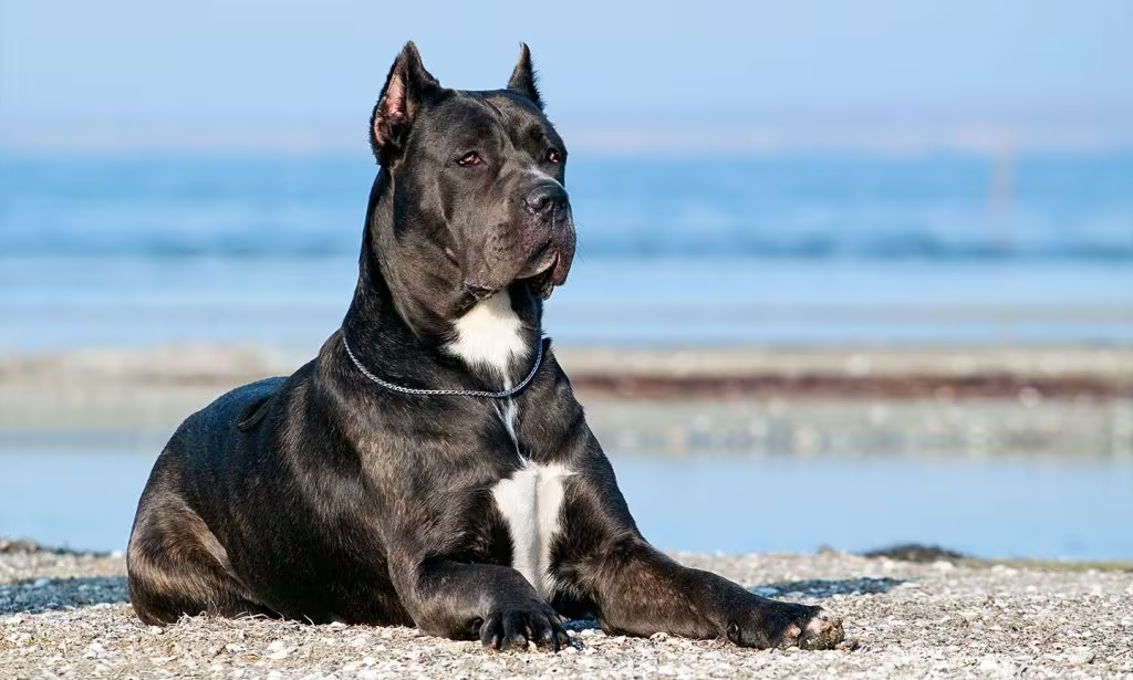 Cane Corso dog