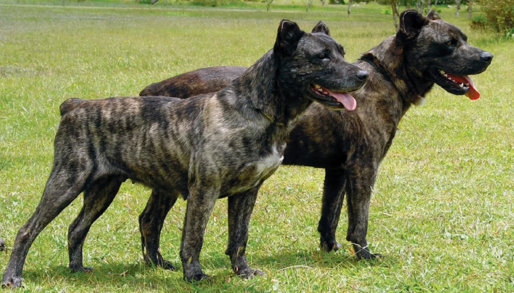 Cão Fila de São Miguel dog Physical Characteristics