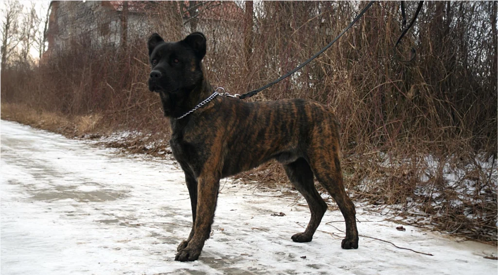 Cão Fila de São Miguel dog breeds