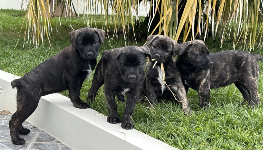 Cão Fila de São Miguel dog suitability as a Pet