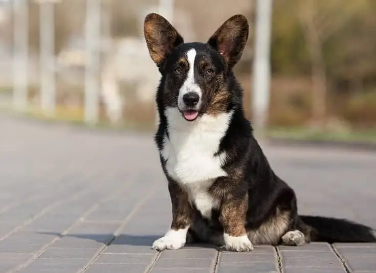 Cardigan Welsh Corgi Dog