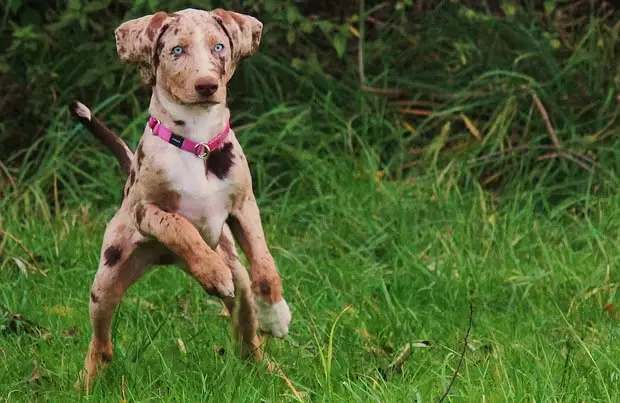 Catahoula Leopard Dog