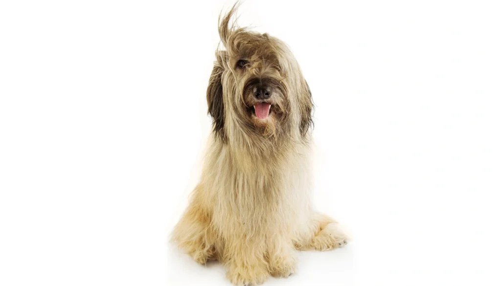 Catalan Sheepdogs Physical Characteristics