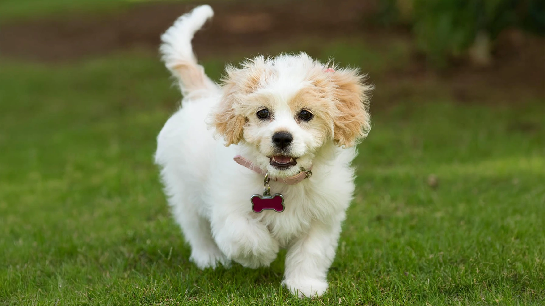 Cavachon Dog Breed