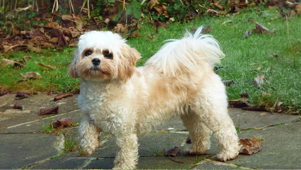 Cavachon dog with a family