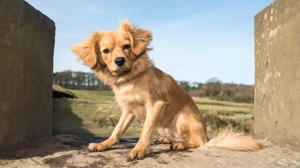 Cavapom dog Physical Characteristics