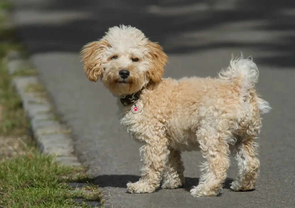 Cavapoo dog