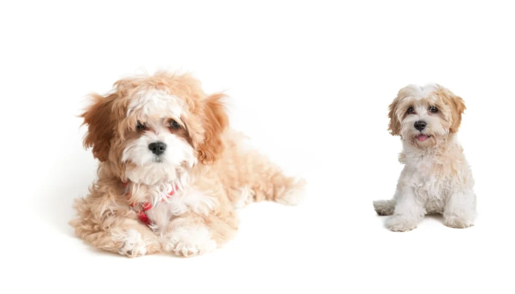 Cavapoochon Dog Breed