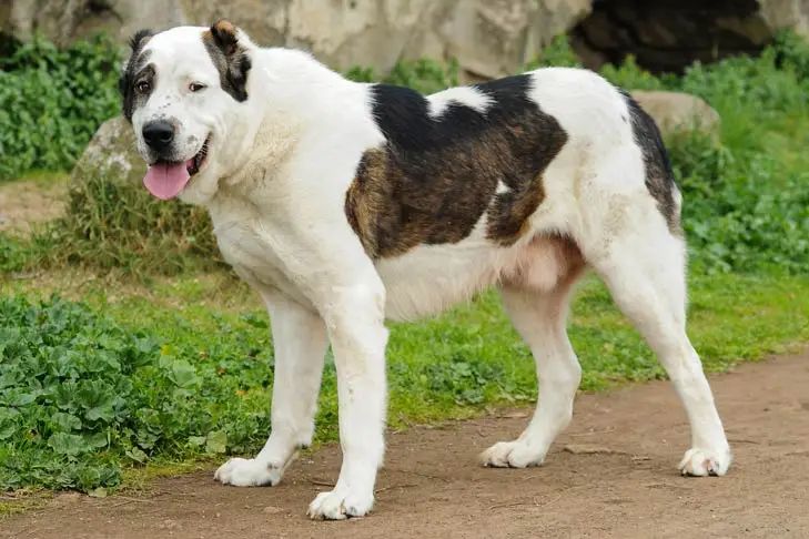 Central Asian Shepherd Dog (Alabai)