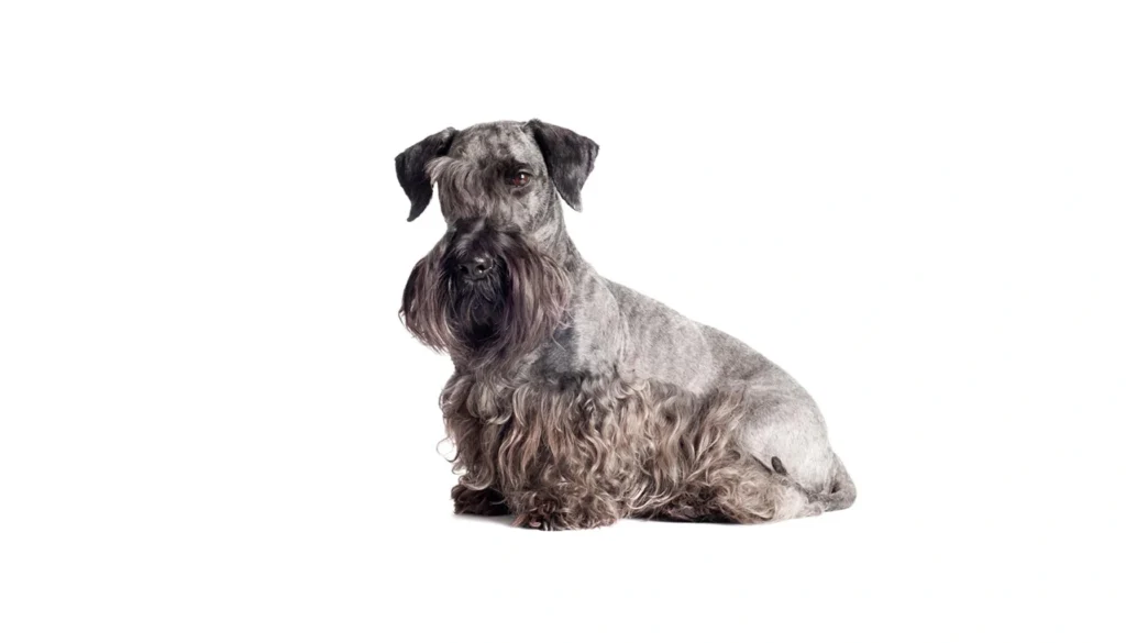 Cesky Terrier Dog Breed