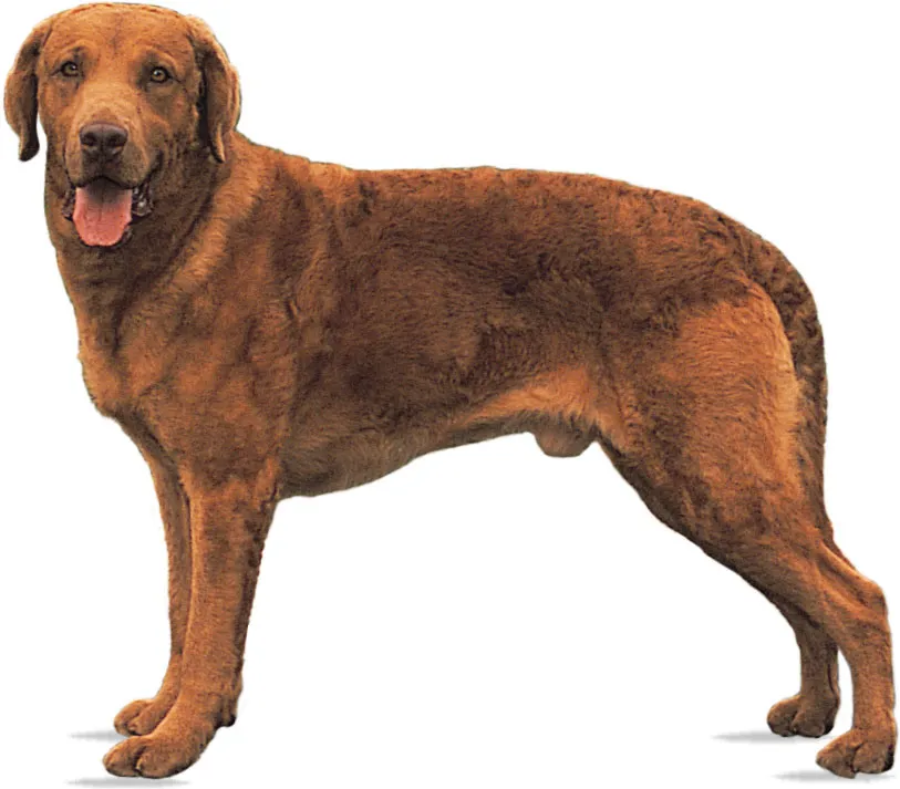 Chesapeake Bay Retriever