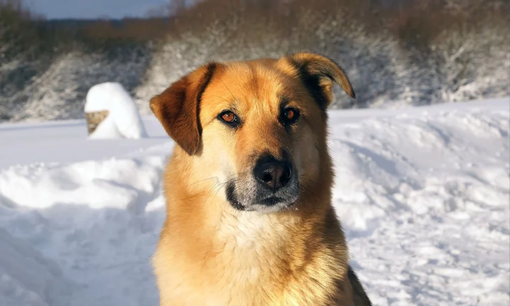 Chinook Dog Physical Characteristics