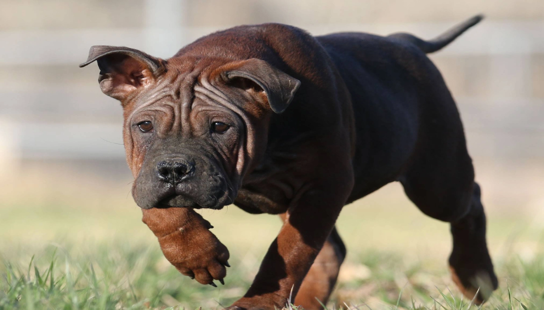 Chongqing Dog breeds