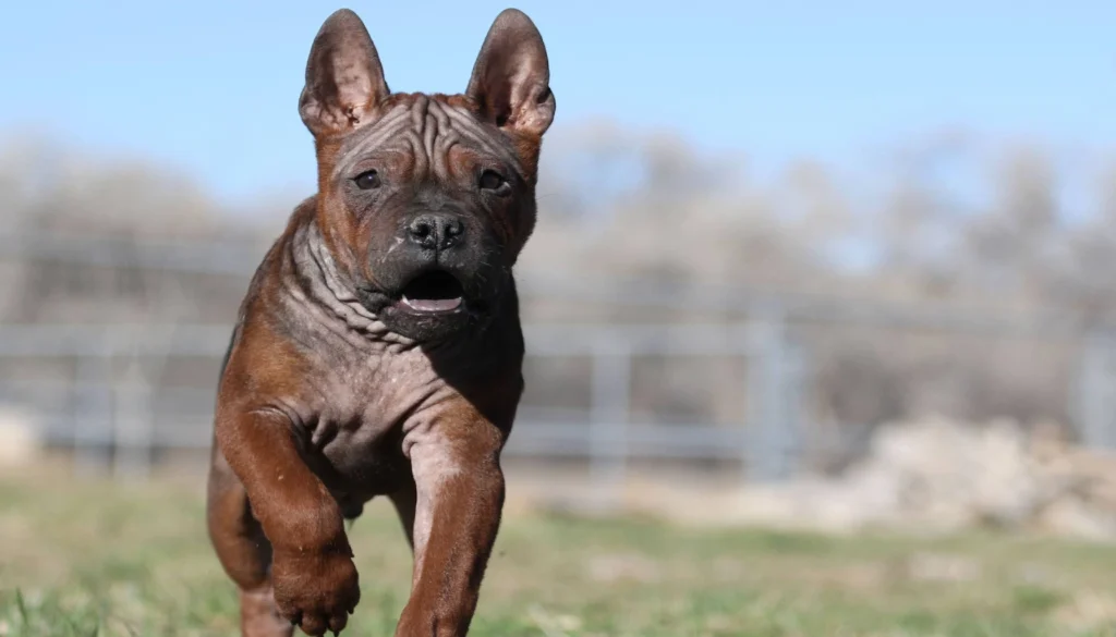 Chongqing Dog suitability as a Pet