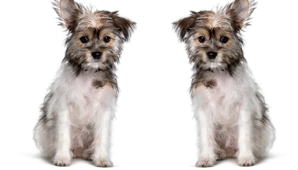 Chorkie Dog Physical Characteristics