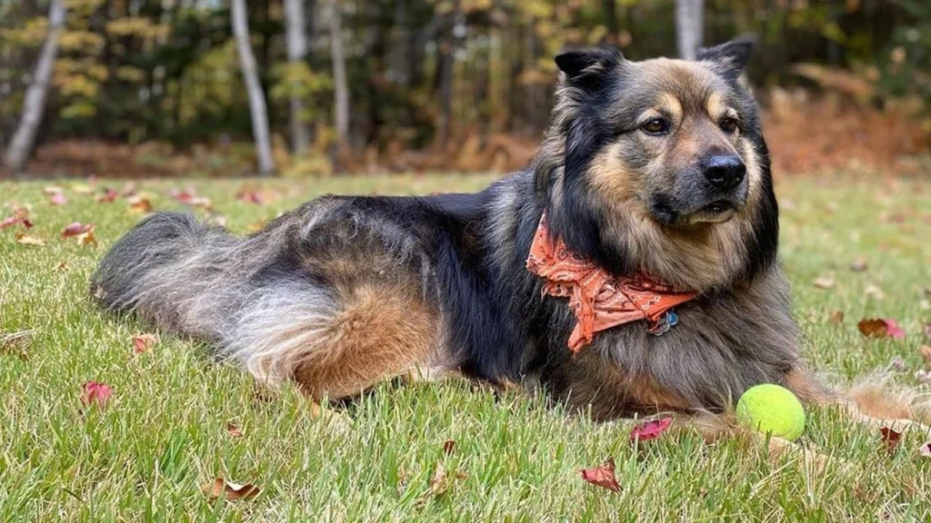 Chow Shepherd dog