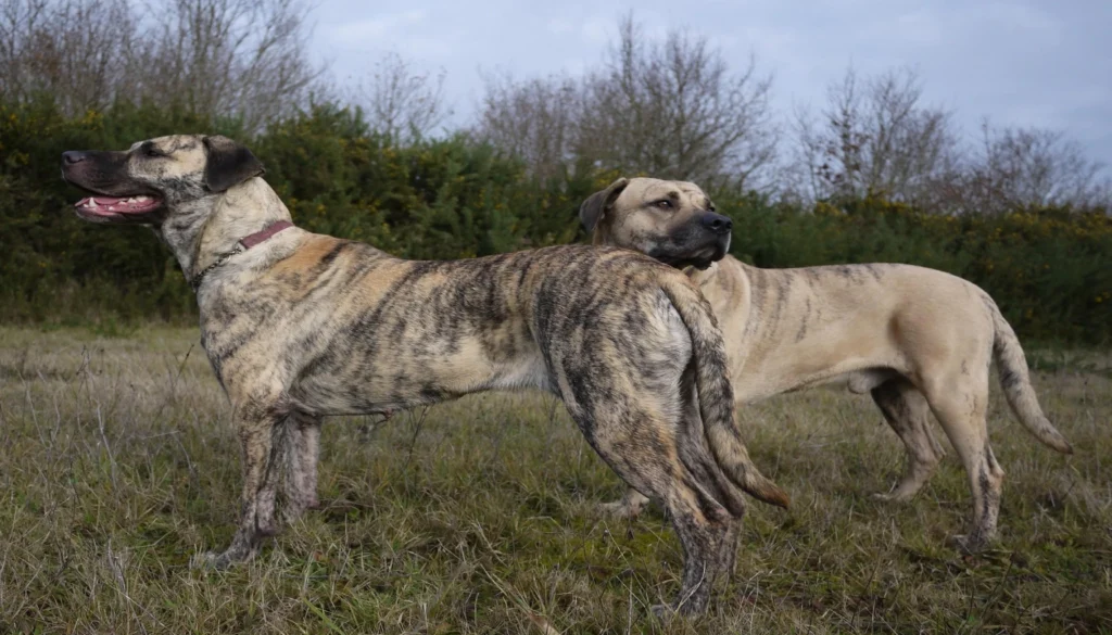 Cimarrón Uruguayo dog Physical Characteristics