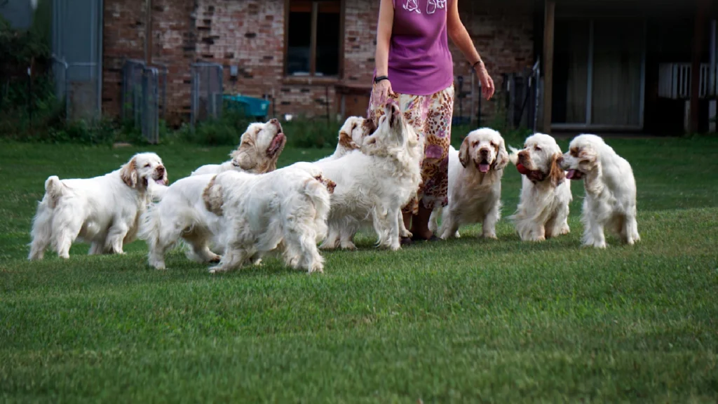 Clumber Spaniel Dogs Physical Characteristics