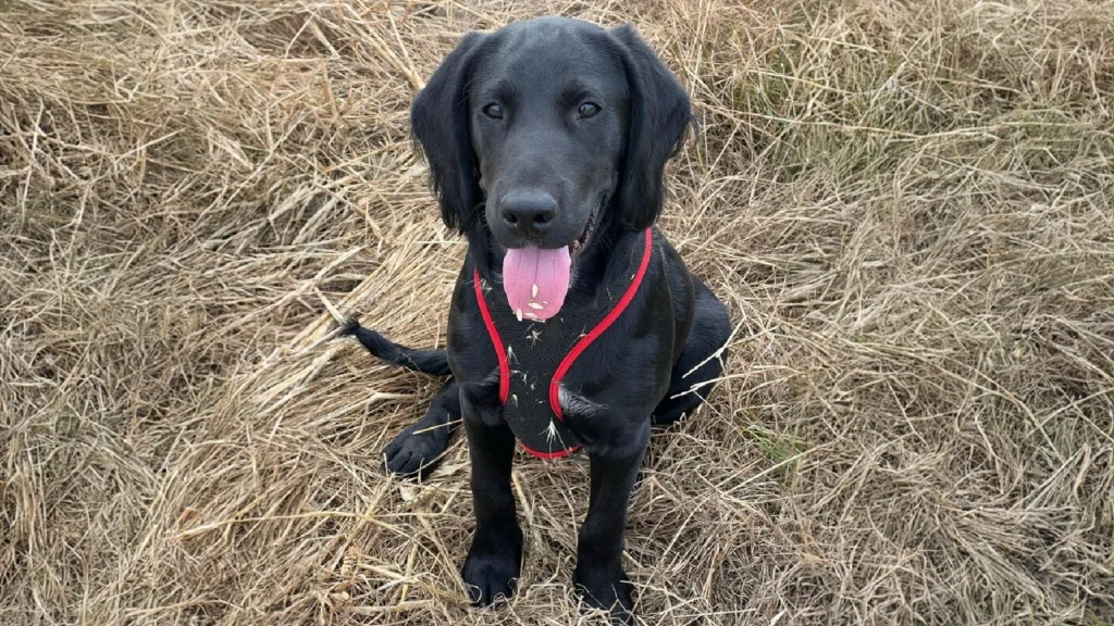 Cockador Dog Breed