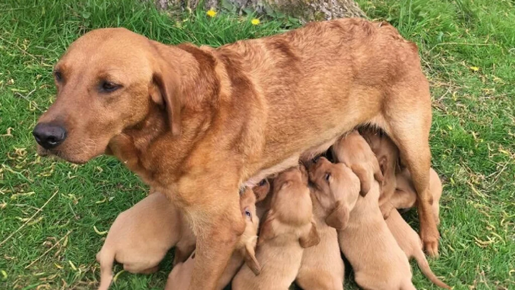 Cockador Dog Physical Characteristics