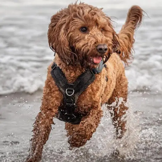 Cockapoo dog