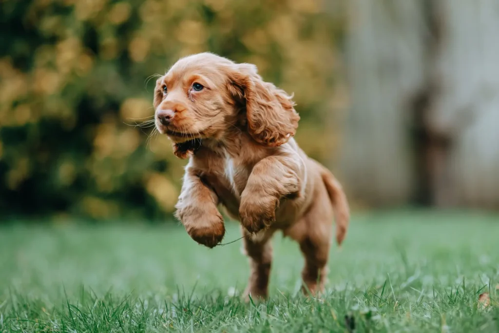 Cocker Spaniel Dog