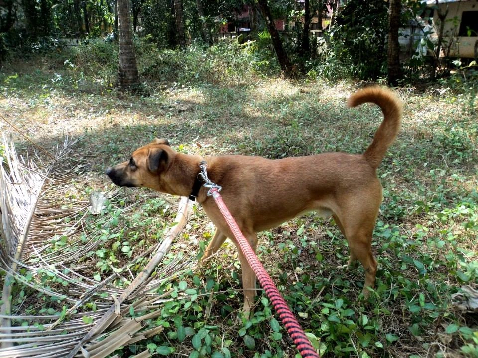 Combai dog suitability as a Pet