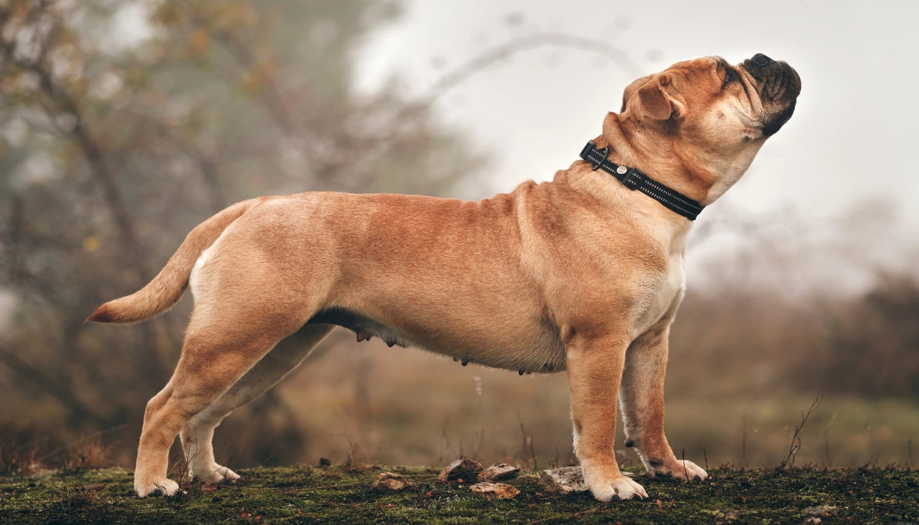 Continental Bulldog breeds