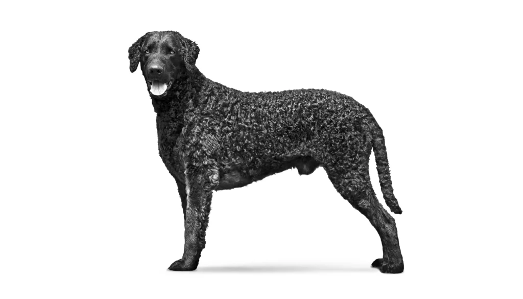 Curly Coated Retriever Dog Breed