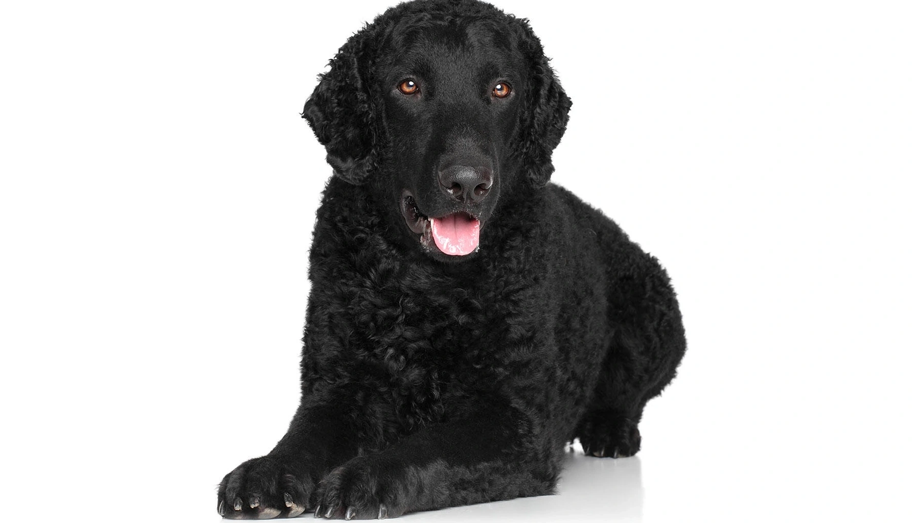 Curly Coated Retriever Dogs