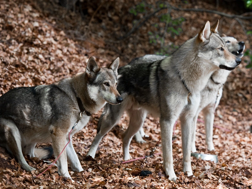 Czechoslovakian Wolfdog Physical Characteristics