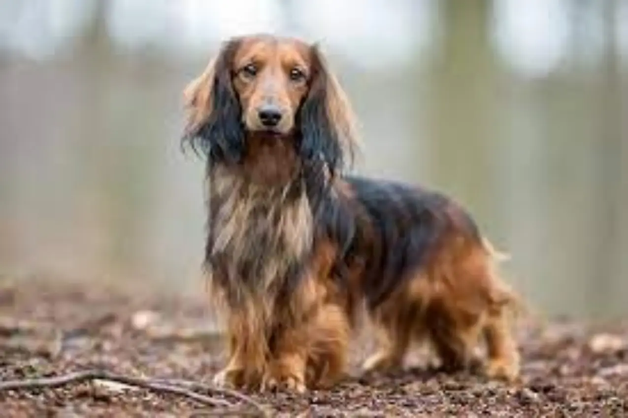 Dachshund Dog