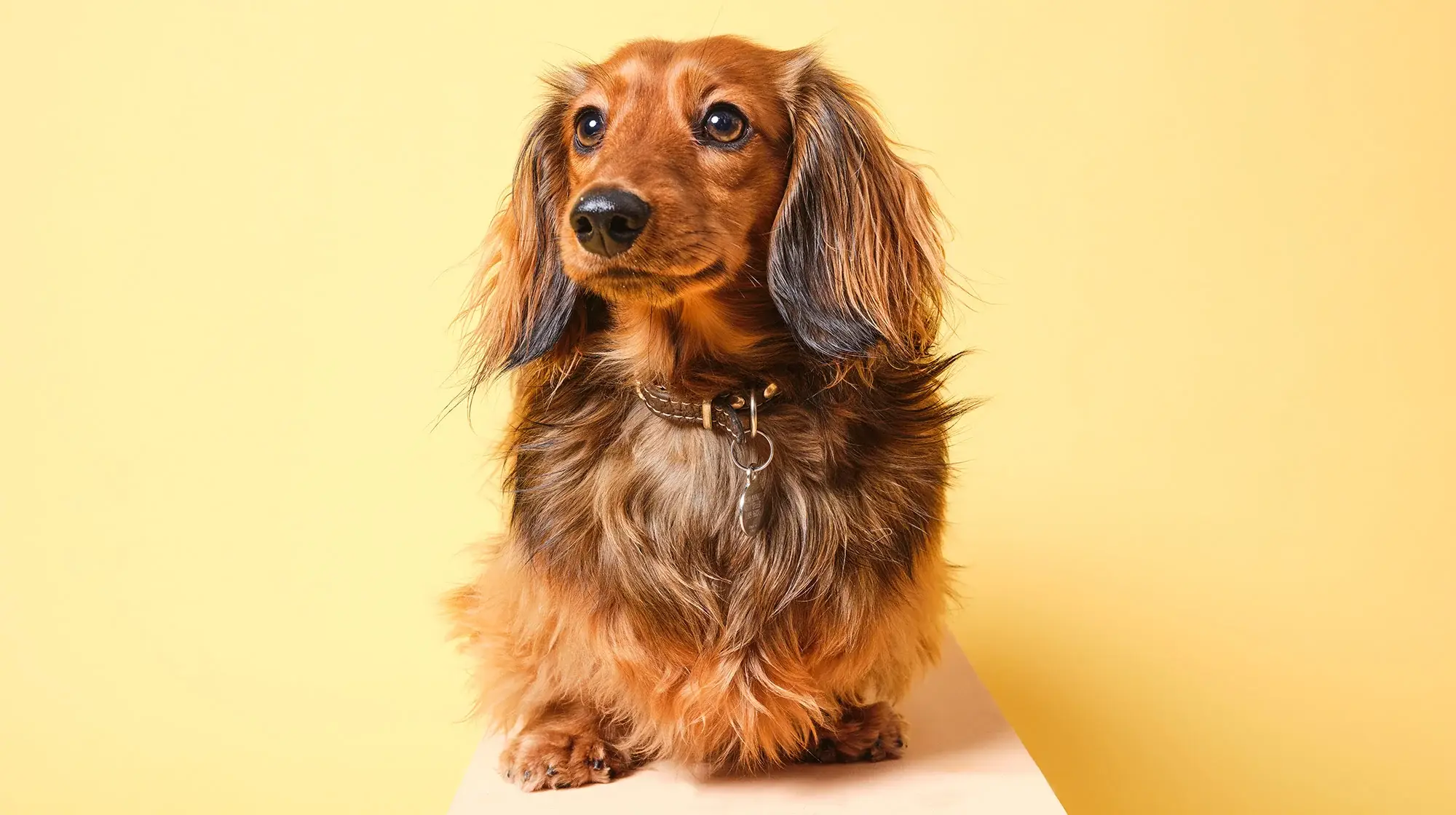 Dachshunds Dog