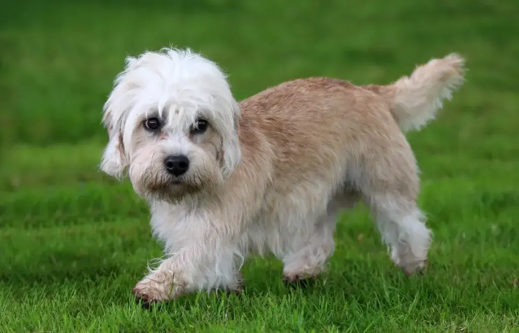 Dandie Dinmont Terrier Dog